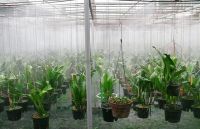 Lựa chọn quạt thông gió cho vườn lan, trang trại trồng lan quy mô lớn