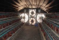 Tại sao nên lắp quạt thông gió cho trang trại?